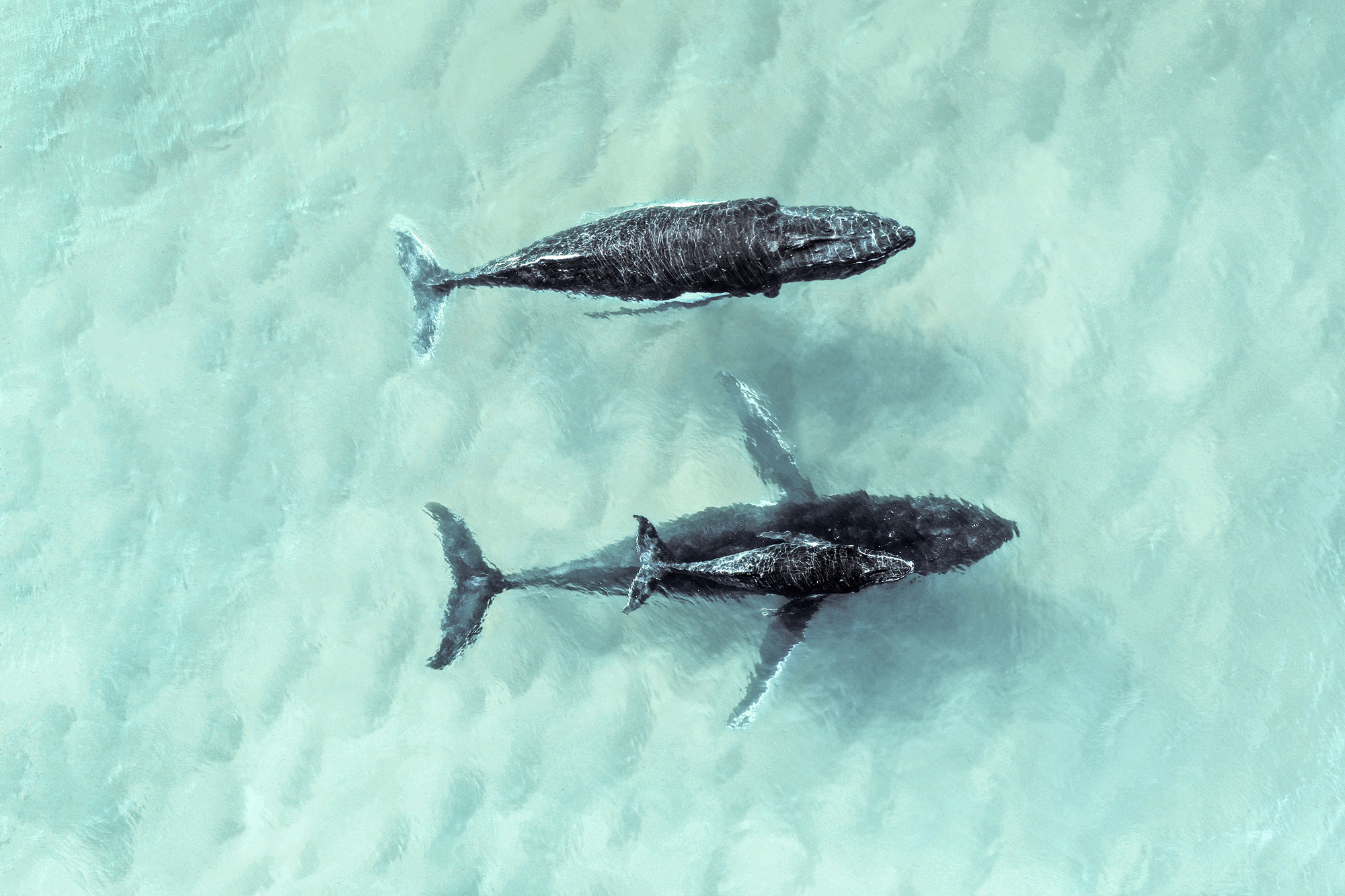 Home Penny Wood Lane Real Estate Agents Byron Bay